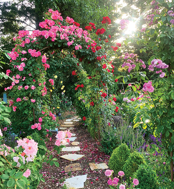 Sensory garden with flowery rose arbor:  Bending rose canes over an arbor traps a growth inhibiting hormone at the tips so more side stems bloom, which means you get more flowers!