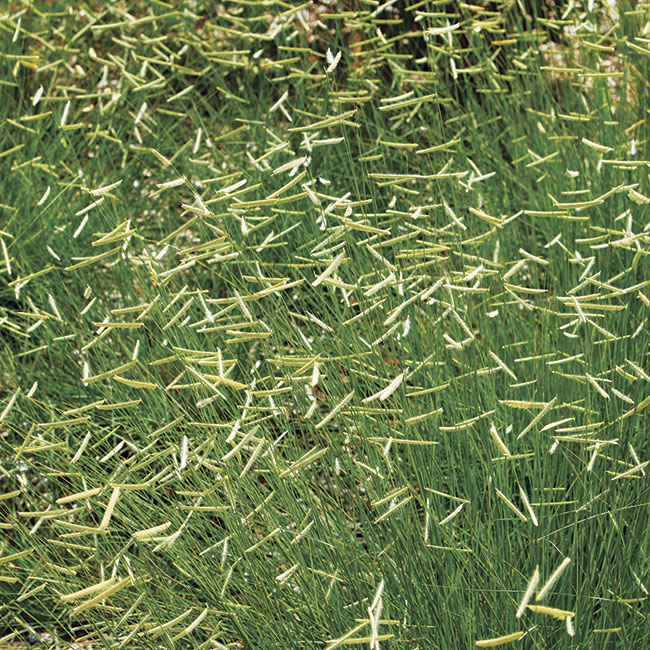 Blue grama grass: ‘Blonde Ambition’ is a popular cultivar of blue grama grass that looks like the species but has chartreuse flowers.