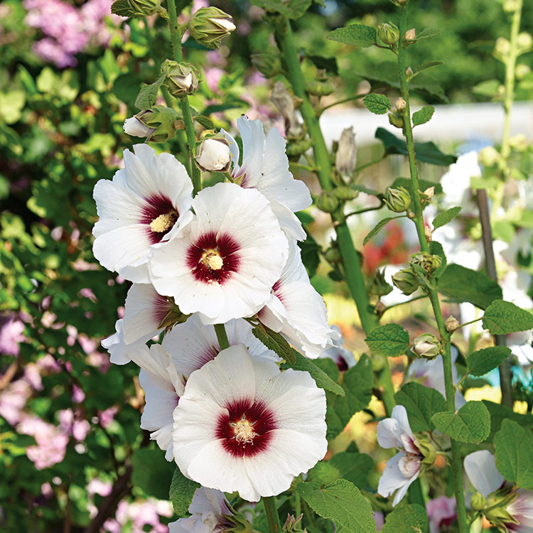 'Halo Blossom' hollyhock flowers: These stunning white blooms of ‘Halo Blossom’ hollyhock is a rust-resistant variety to grow in your garden.