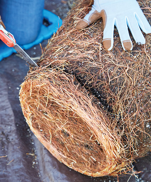 Root pruning - cut off bottom roots: Massed circling roots at the bottom of the root ball indicate this tree is ready to be root pruned and repotted.