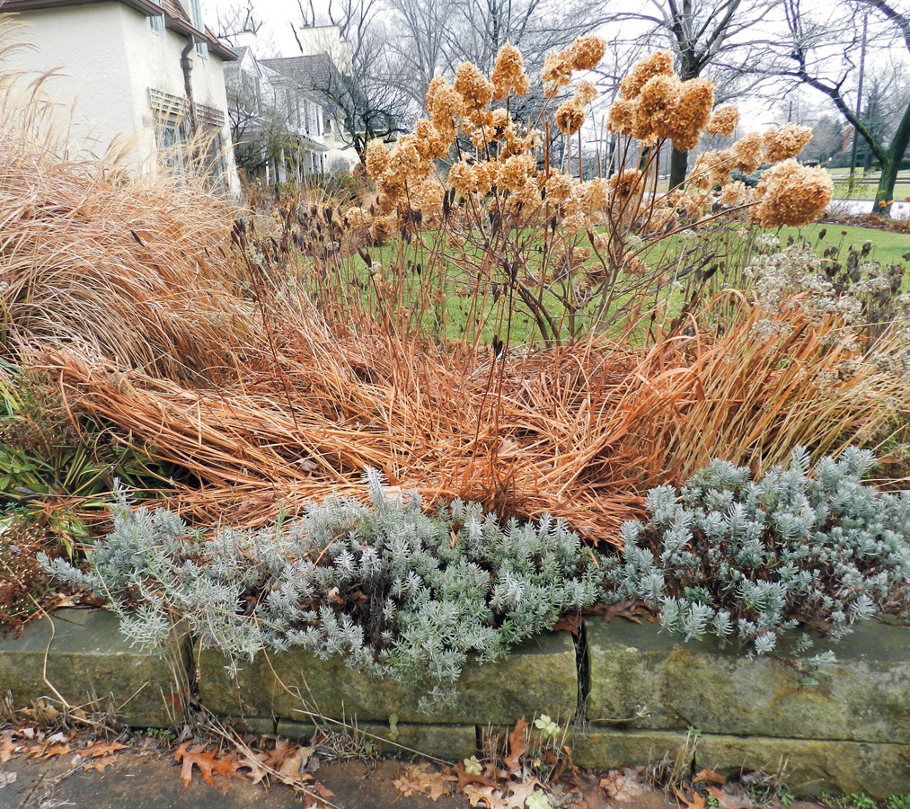 Late winter combo of evergreen, panicle hydrangea and dried grasses: Not all perennials turn yellow-brown for winter. Some have a silvery or bronze cast and make a pretty scene together.