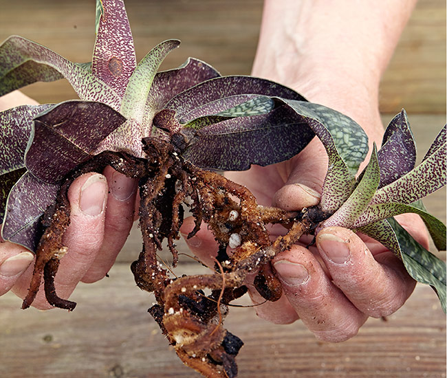 Dividing-slipper-orchid