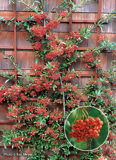 Pyracantha (Pyracantha spp. and hybrids)