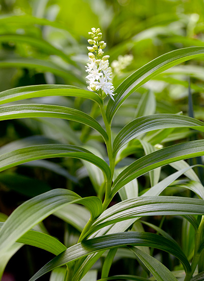 Starry false Solomon’s seal (Maianthemum stellatum)