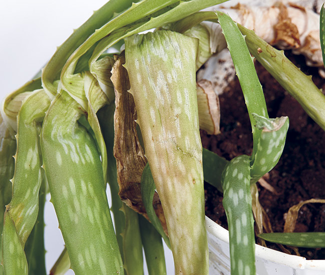 mushy stems on succulent: This aloe vera (Aloe vera) has been overwatered as evident by its yellowing, limp leaves.