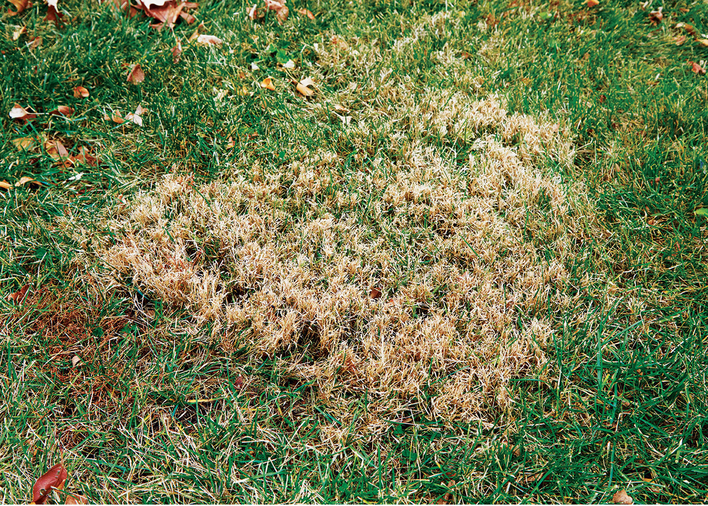 GG170 nimblewill-weed-lead: Nimblewill's sprawling, densely branched mats of warm-season grass turn brown faster than most turfgrasses, and the weed remains brown until spring.