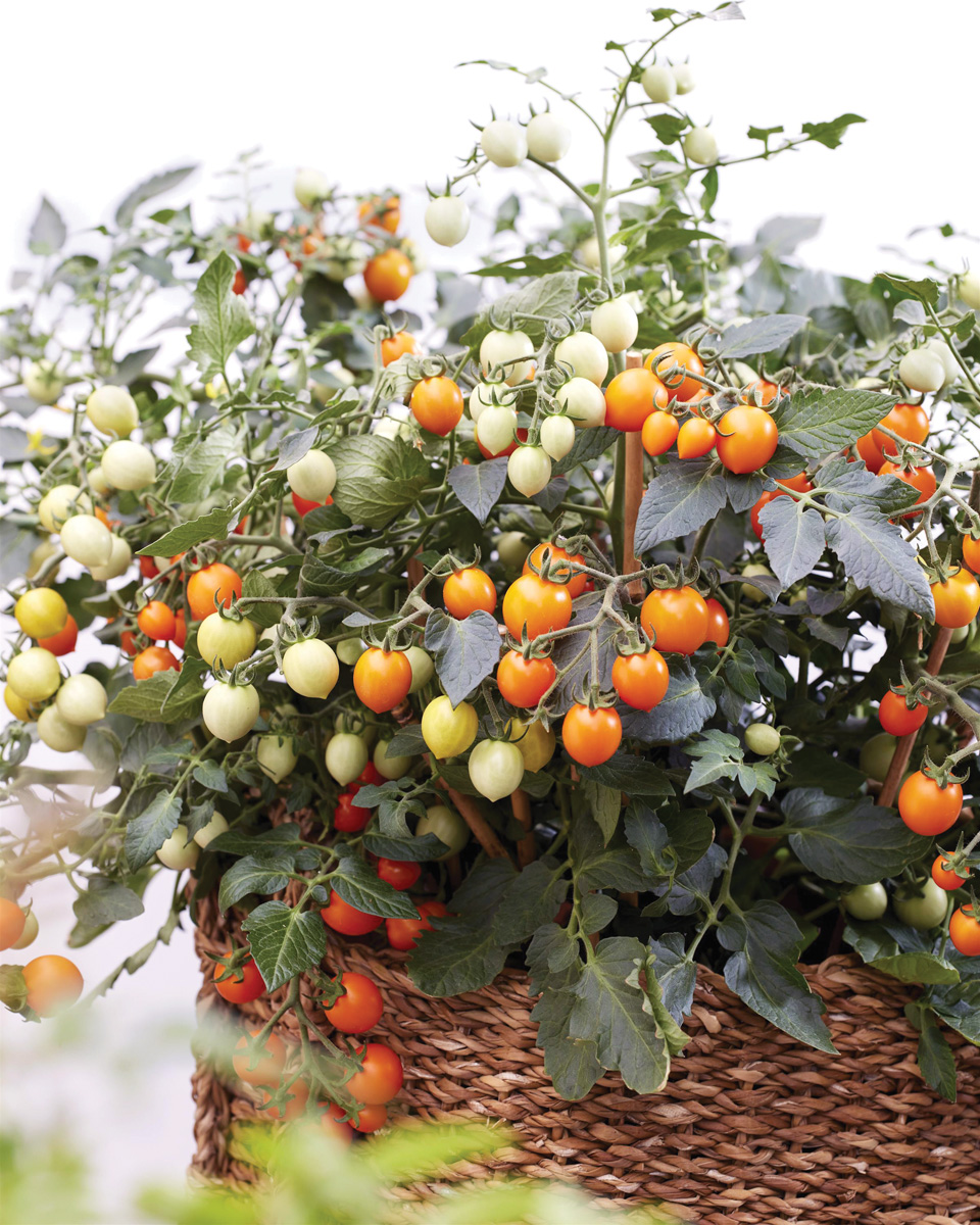 Sugar Basket Orange Cherry Tomato Container courtesy of Burpee Home Gardens: Sugar Basket Orange cherry tomato is a perfect pick for container gardens and even hanging baskets. Photo courtesy of Burpee Home Gardens