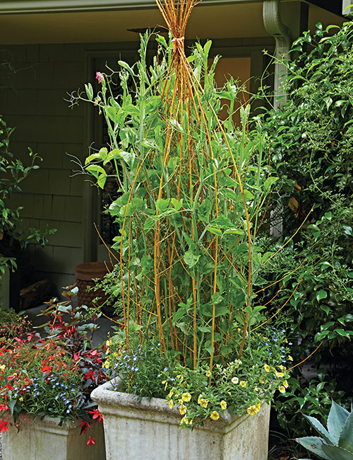 Use twigs for diy vining trellis: For a climber like this sweet pea, try flexible dogwood stems like these to give structure. Leave side stems on the dogwood so vines have more support to grab onto as they grow.