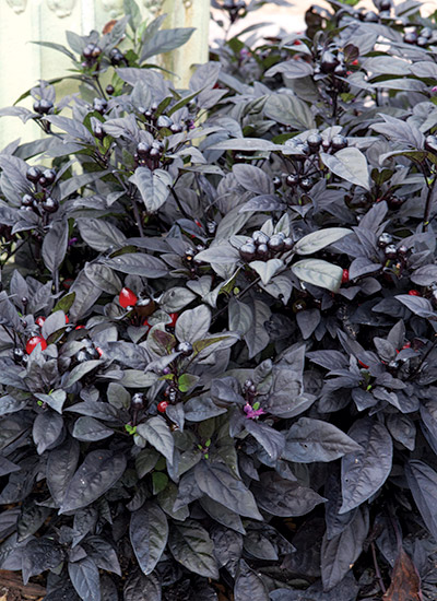 Black pearl ornamental pepper: This ornamental pepper looks great in containers or in the ground.