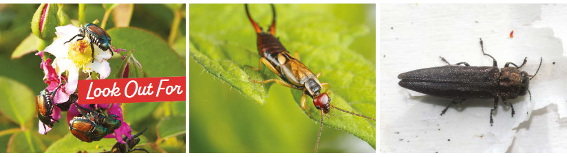 regional-pests PNW-collage-header: Garden pests common to the Pacific Northwest.