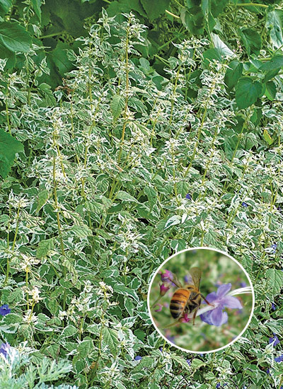 ‘Snow Fairy’ bluebeard (Caryopteris divaricata)