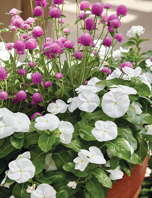 Tabletop planter with vinca and globe amaranth: Both globe amaranth and vinca thrive in the heat of full sun and tolerate drying out a bit between watering.
