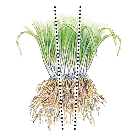 hoe-te-verdelen-vaste planten-klontjes: snijd een grote klont als deze in drie of vier secties en herbeplant.