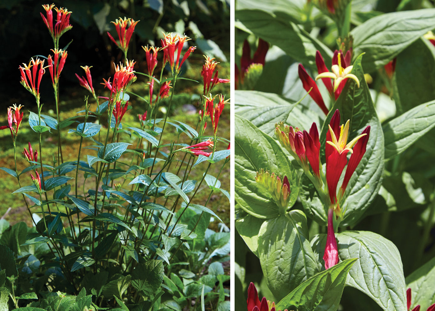 185-EC-Spigelia-marilandica-collage: Red is an unusual bloom color for shade perennials, and these trumpet-shaped beauties from Spigelia marilandica with the yellow centers would draw attention anywhere. 