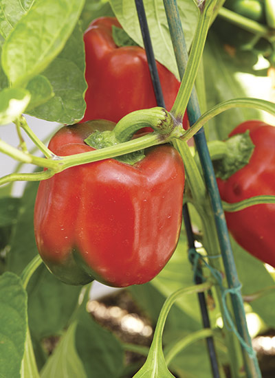 majestic red bell pepper: ‘Majestic Red’ bell pepper.