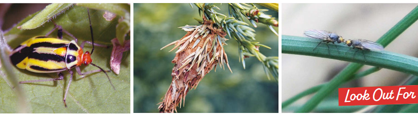 regional-pests NE-collage-header