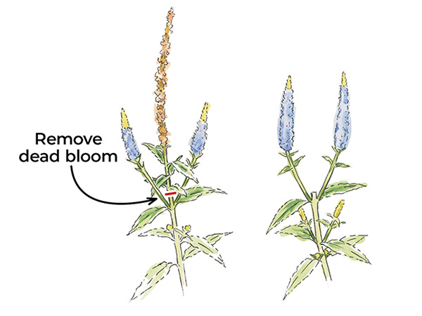 3-techniques-for-deadheading-perennials-get-more-flowers