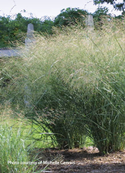 ‘Cloud Nine’ switchgrass (Panicum virgatum)