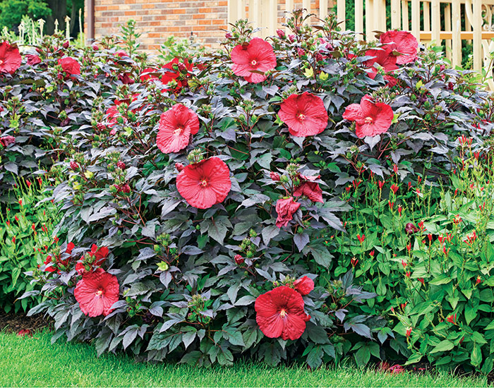 Holy Grail hardy hibiscus lead: ‘Holy Grail’ hardy hibiscus has 8- to 9-inch red flowers with a bright green calyx that pops against the near black maplelike foliage. It grows 48 to 54 inches tall and wide in USDA zones 4 to 9. 