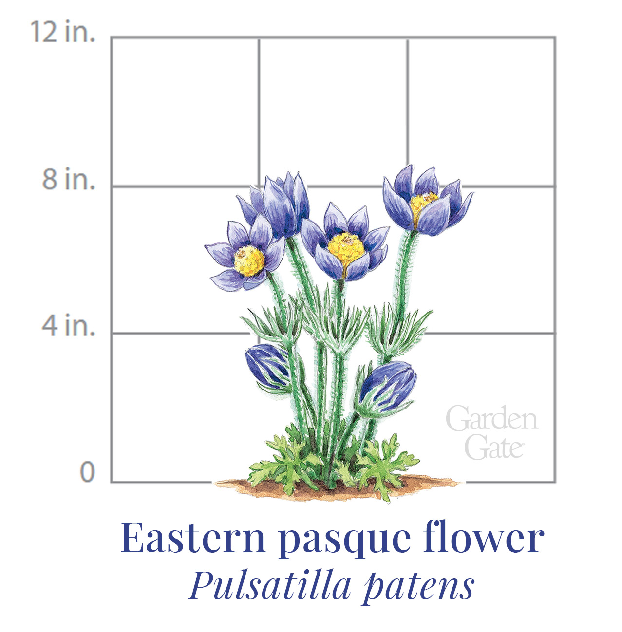 eastern pasque flower botanical illustration graphic