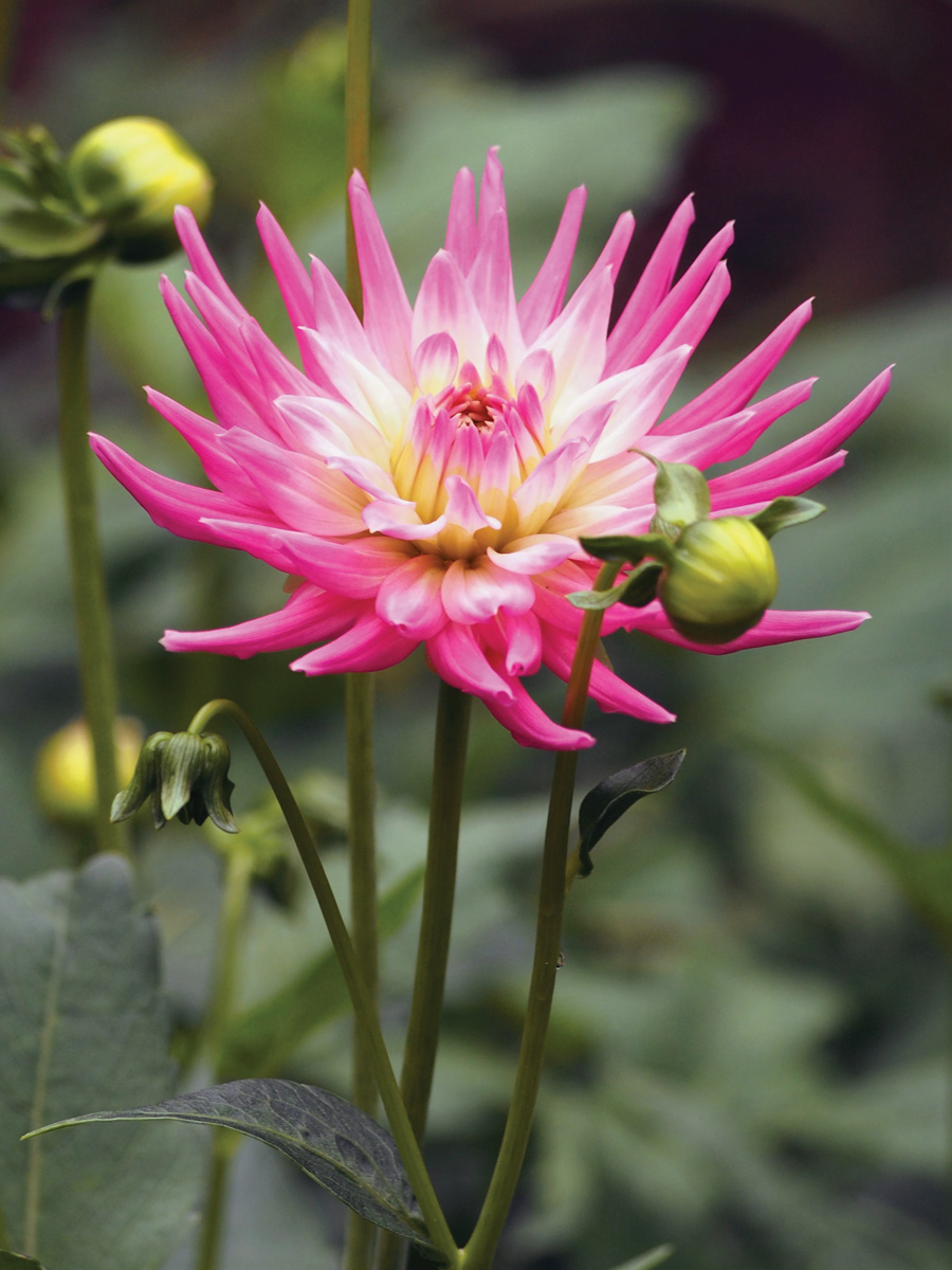 GG188 INFO 04 Dahlia 'Park Princess' Dalia 2021-09-18 01 Agnieszka Kwiecień CC-BY 4.0: 'Park Princess' dahlia. Photo by commons.wikimedia.org, Agnieszka Kwiecie, CC-BY 4.0