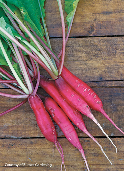 ‘Salad Rose’ radish