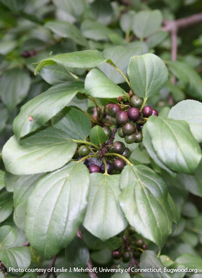 Buckthorn (Rhamnus cathartica, R. frangula)