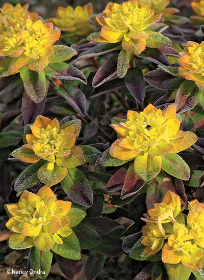 ‘Bonfire’ cushion spurge (Euphorbia polychroma)