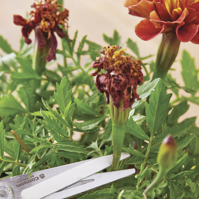 deadheading Marigolds: Deadhead spent blooms just above the
nearest set of leaves.