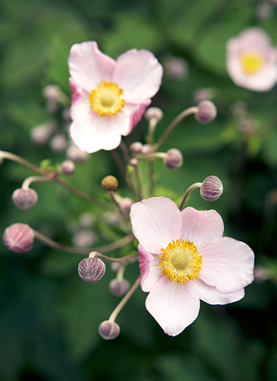 Japanese anemone (Anemone hupehensis) 