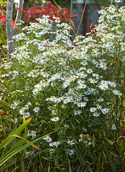 ’Snowbank’ boltonia (Boltonia asteroides)