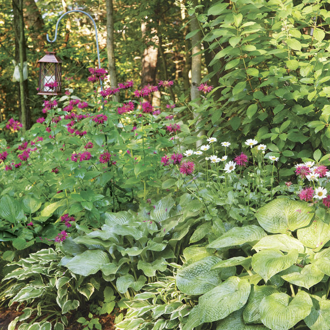 Jacob's cline bee balm in a border:  ‘Jacob Cline’ is happy in a part shade border tucked in next to plants like hostas in the photo above.
