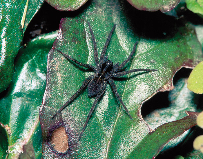  wolf spider: Wolf spiders can be gray, brown, black or tan with brown or black body markings — usually stripes.