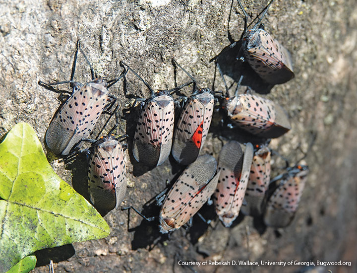 Spotted lanternfly Rebekah D. Wallace, University of Georgia, Bugwood.org: When sitting at rest, spotted lanternfly's tell-tale red underwings are not visible 