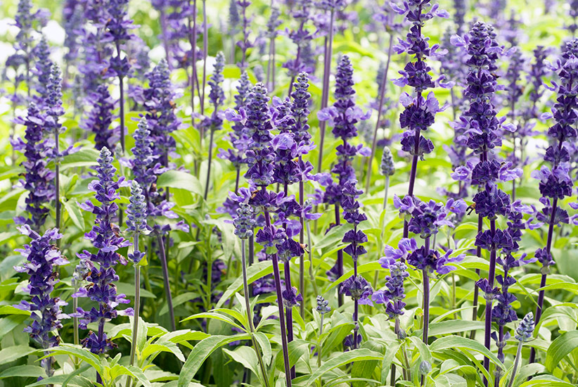 fp-d-clay-soil-MealycupSage