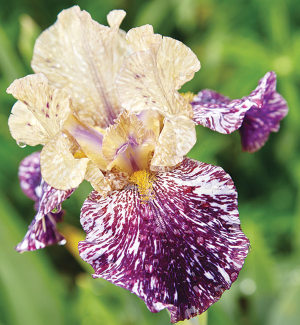 Bearded iris:  Bearded iris are available in nearly every color imaginable, with a myriad of patterns such as this batik. 