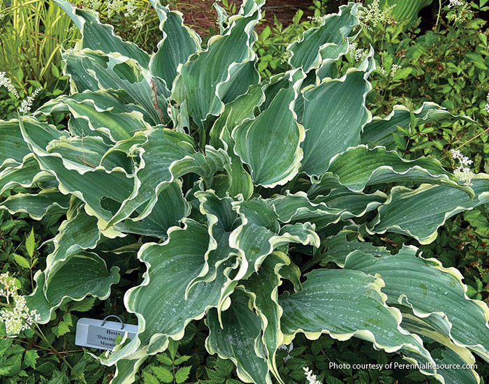 2025 Best new shade plants Hosta Dancing in the Moonlight Walters gardens: Add extra-wavy leaf hosta ‘Dancing in the Moonlight’ for a unique look in your shade garden.