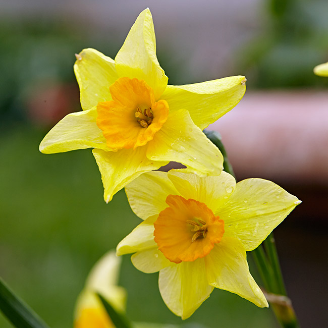 Falconet daffodil: 'Falconet' daffodil has a musky sweet fragrance.