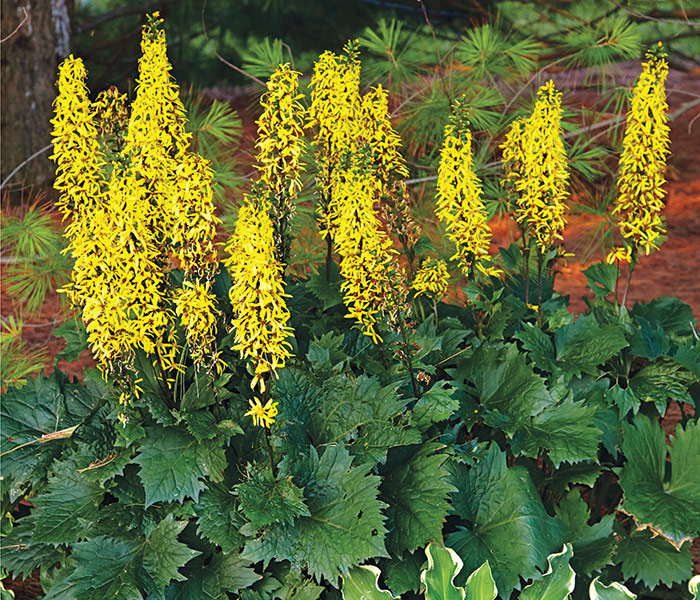Bottle Rocket ligularia: ‘Bottle Rocket’ ligularia bright yellow flower spikes thrive even in deep shade.