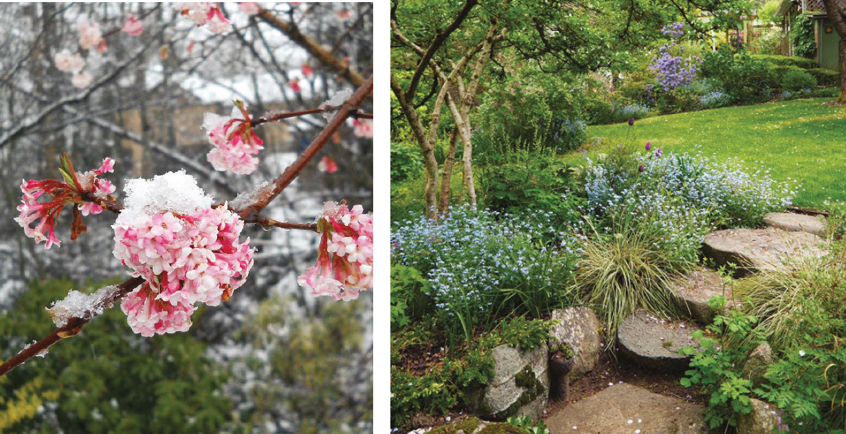 Staunton plant pallete grab: ‘Pink Dawn’ viburnum grows 8 to 10 feet tall, and in addition to late winter and early spring flowers, its foliage turns burgundy in fall. At right, spiky sedges stand sentinel at the edge of this staircase, and mounded forget-me-nots fill in around them en masse.