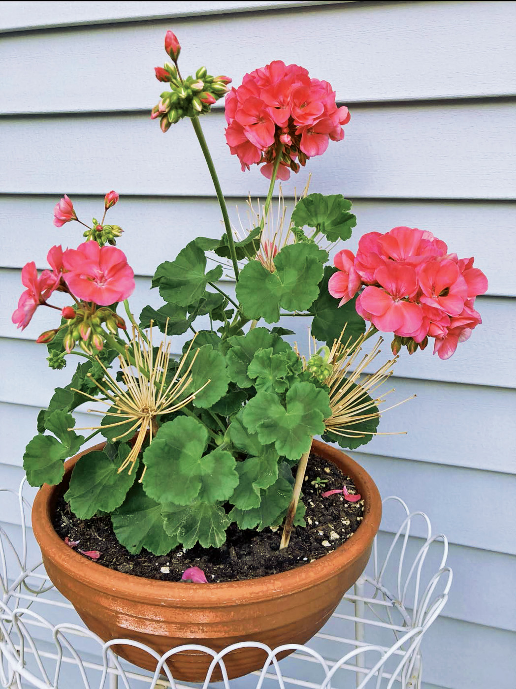 GG176 TIPS 01: Repurpose dried stems from the garden as natural supports for container plants.