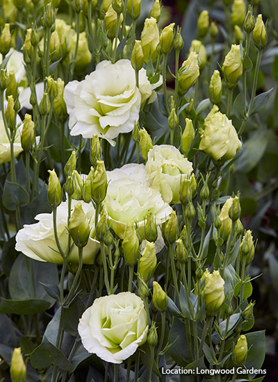 Mariachi Lime Green lisianthus (Eustoma grandiflorum)