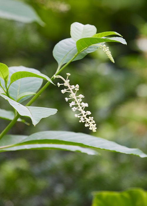 Pokeweed Phytolacca americana: Pokeweed has small white or pink flowers arranged on drooping racemes in summer.