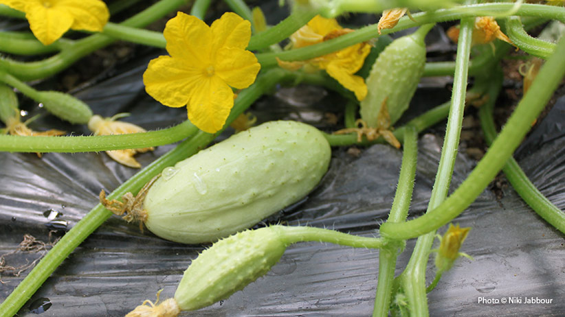 Cucumber growing on a vine with yellow flowers Copyright Niki Jabbour