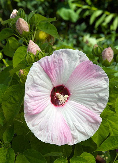 ‘Luna Pink Swirl’ (Hibiscus moscheutos)