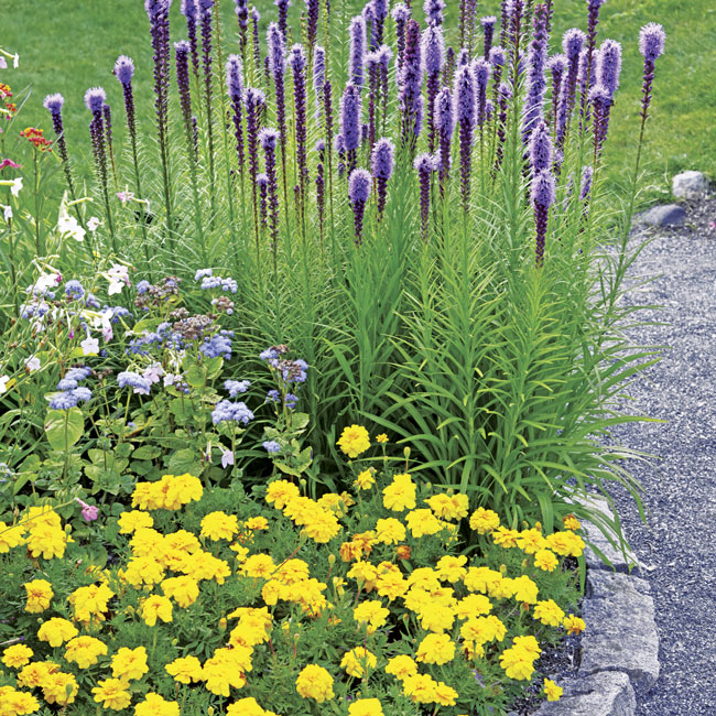 yellow marigolds with purple liatris blooms: Bright Durango Yellow French marigolds make good flower bed fellows with complementary cool-colored purple ‘Kobold’ blazing star and ‘Blue Horizon’ floss flower.