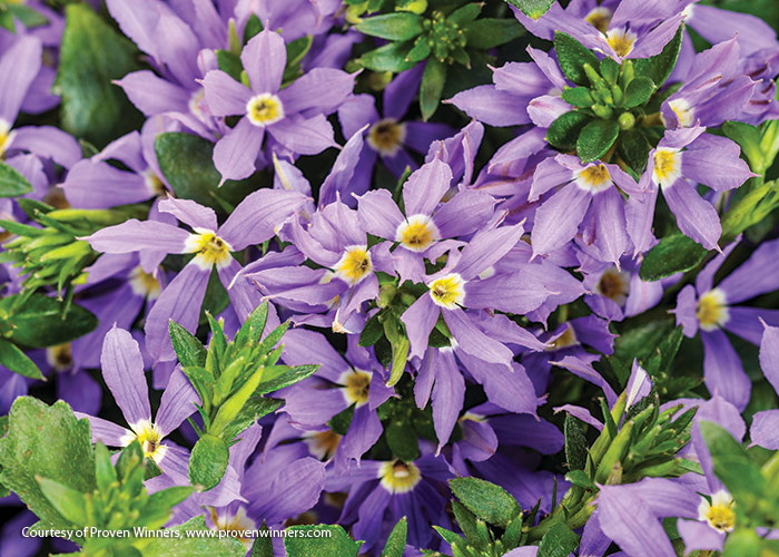Scaevola Stardiva Blue ctsy Proven Winners: Mounded plants have loads of these star-shaped blooms.