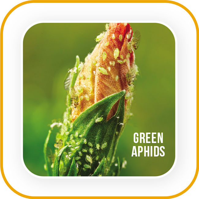 Green aphids all over a hibiscus flower: Tropical hibiscus flowers are a prime target for the common garden pest green aphids.