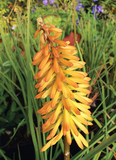 ‘Moonstone’ torch lily (Kniphofia hybrid)