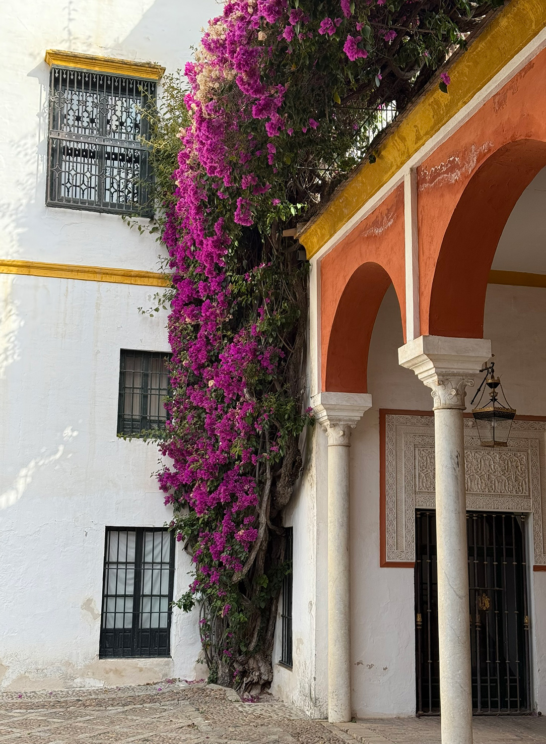 Bougainvillea glabra at Casa de Pilatos: A century-old bougainvillea is absolutely breathtaking.